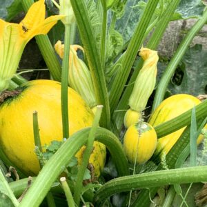 Zucchini Rondini