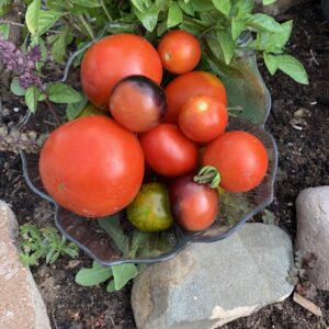 Tomaten (gemischte Sorten, kg)